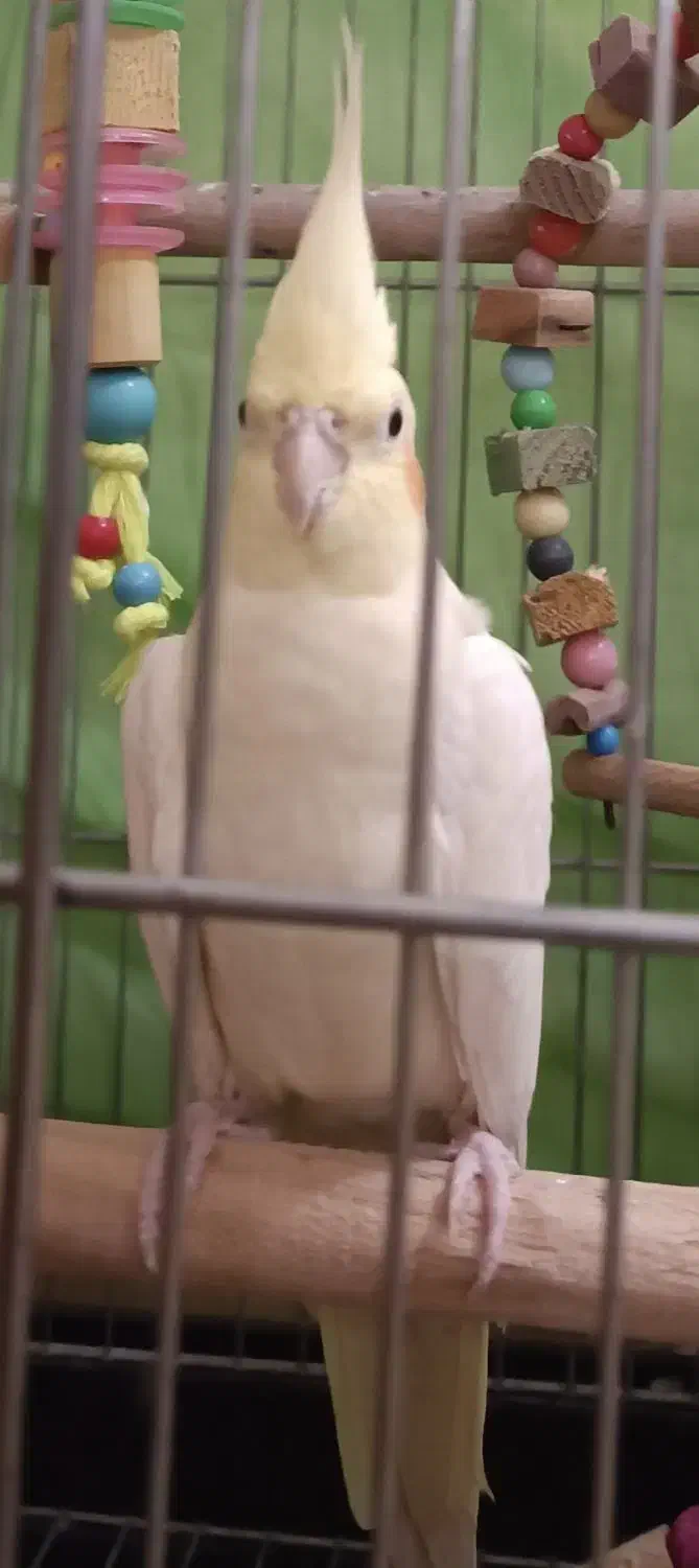 عروس هلندی لوتینو ماده|پرنده|گرگان, |دیوار