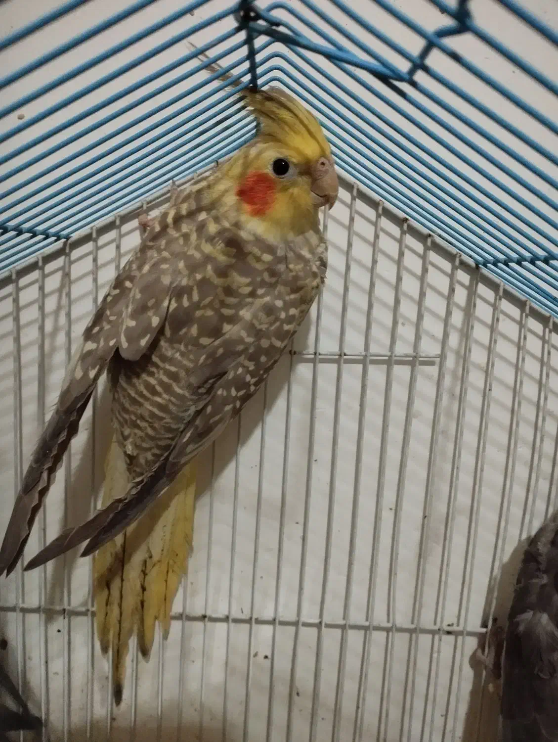 طوطی عروس هلندی سالم و سرحال|پرنده|لاهیجان, گلستان|دیوار