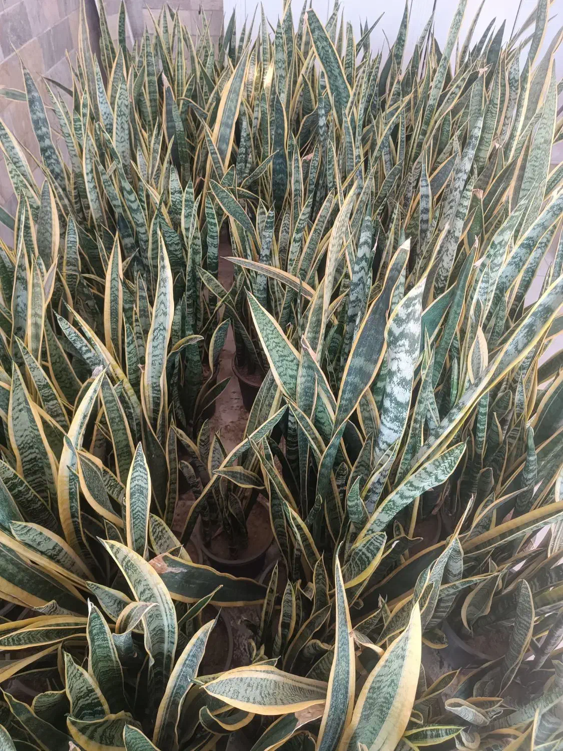 گل سانسوریا گلدان ۱۰ پر قد ۱۲۰|گل و گیاه طبیعی|قرق, |دیوار