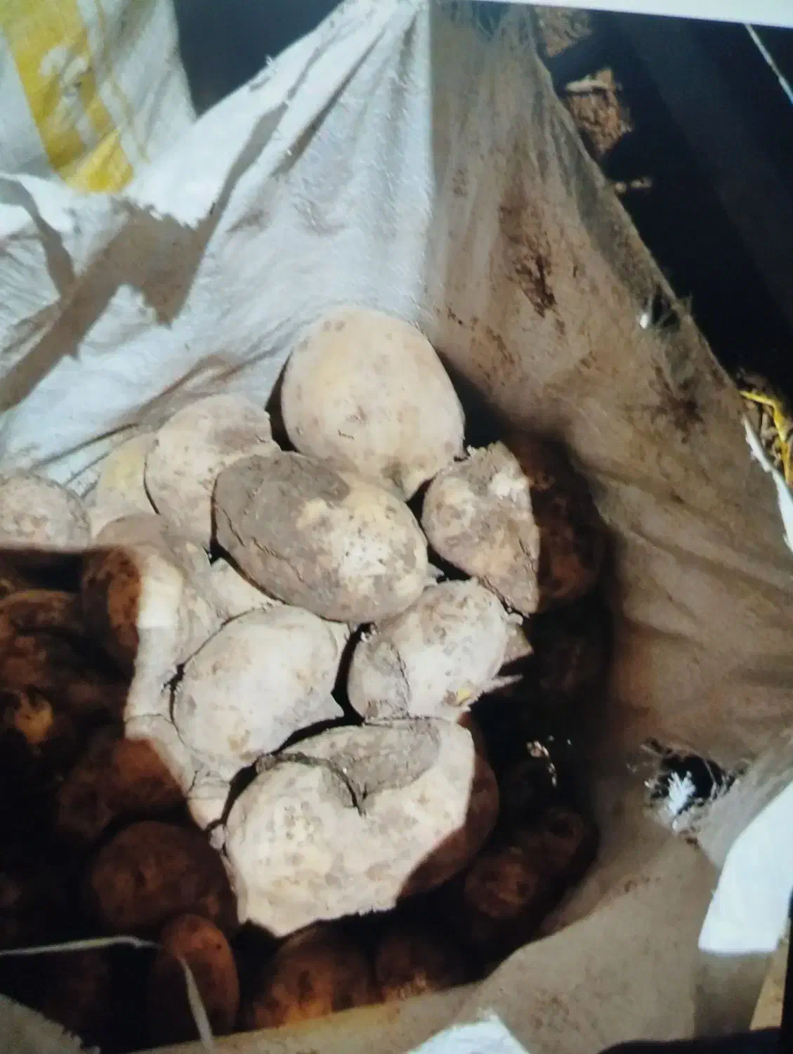 خریدو فروش سیب زمینی دامی .|خدمات باغبانی و درختکاری|بهار, |دیوار