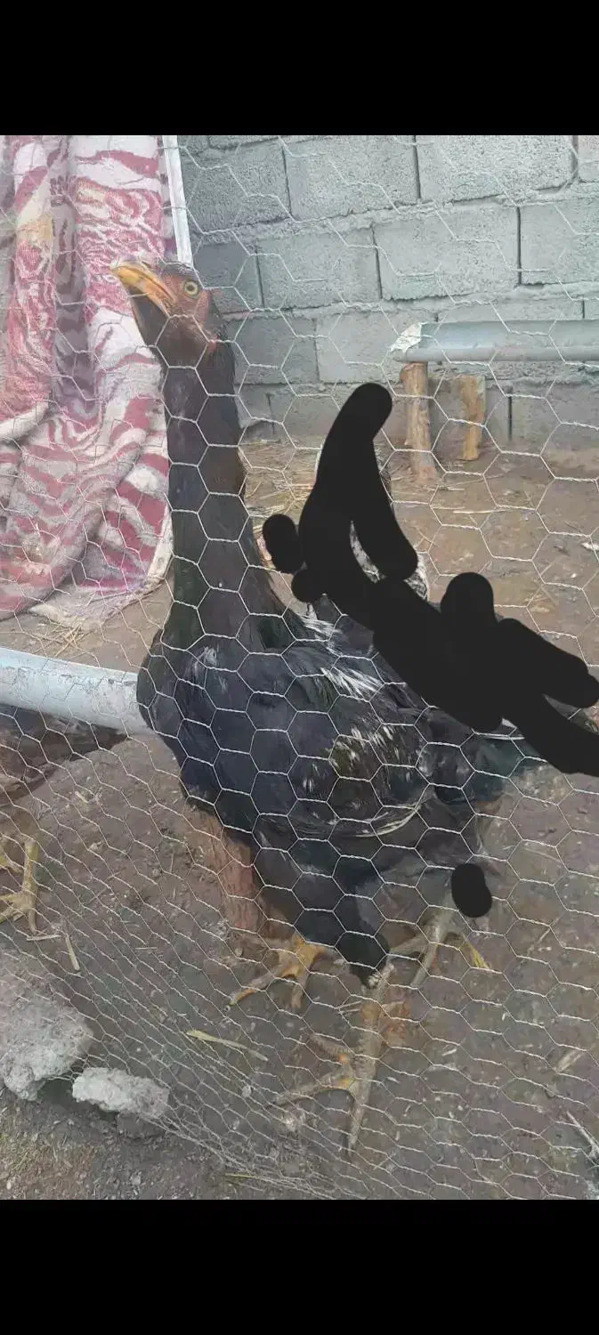 یک عددجوجه لاری اصل|حیوانات مزرعه|اهر, |دیوار