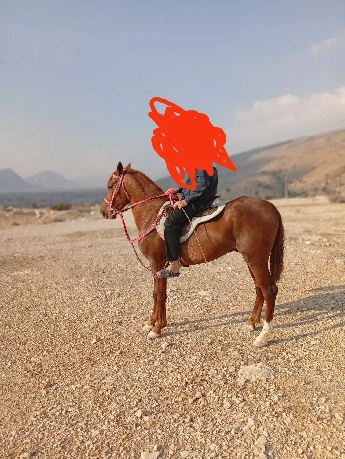 اسب نریان|اسب و تجهیزات اسب‌سواری|کازرون, |دیوار