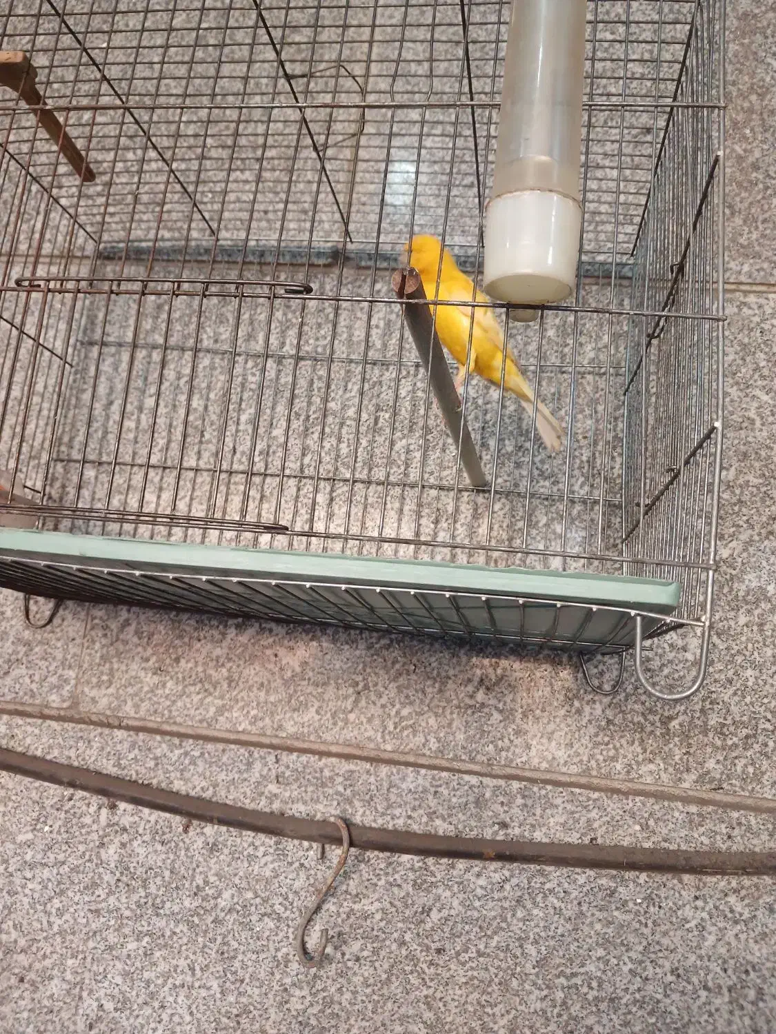 قناری نر سهره|پرنده|پاکدشت, خاتون آباد|دیوار