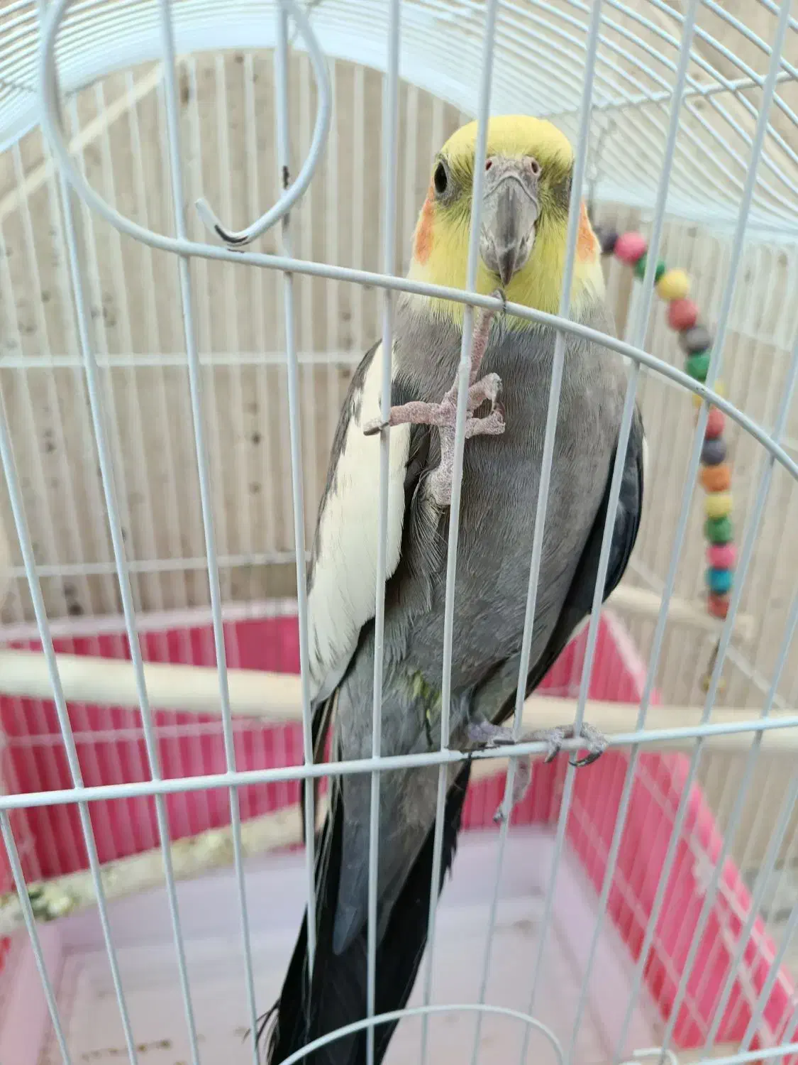 عروس هلندی|پرنده|آباده, |دیوار