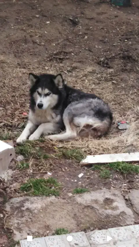 سگ هاسکی|سگ|خرمدره, |دیوار