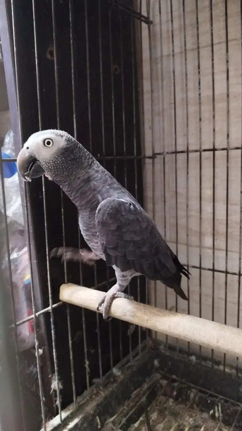 کاسکو|پرنده|رشت, کوی جام جم|دیوار