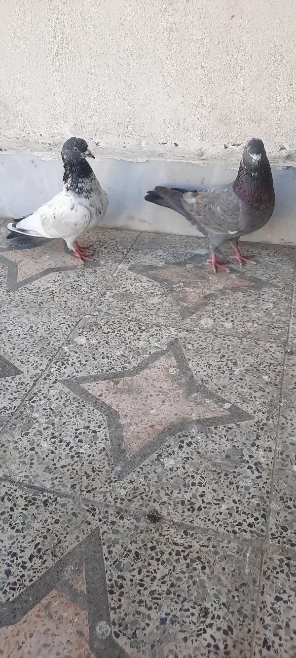 کفتر|پرنده|چابهار, |دیوار