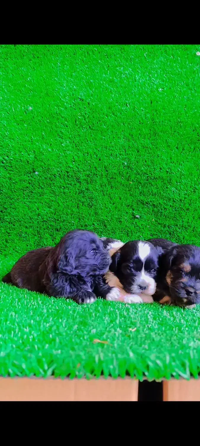 واگذاری شیتزو سوپر تریر مینیاتوری وارداتی|سگ|تبریز, |دیوار