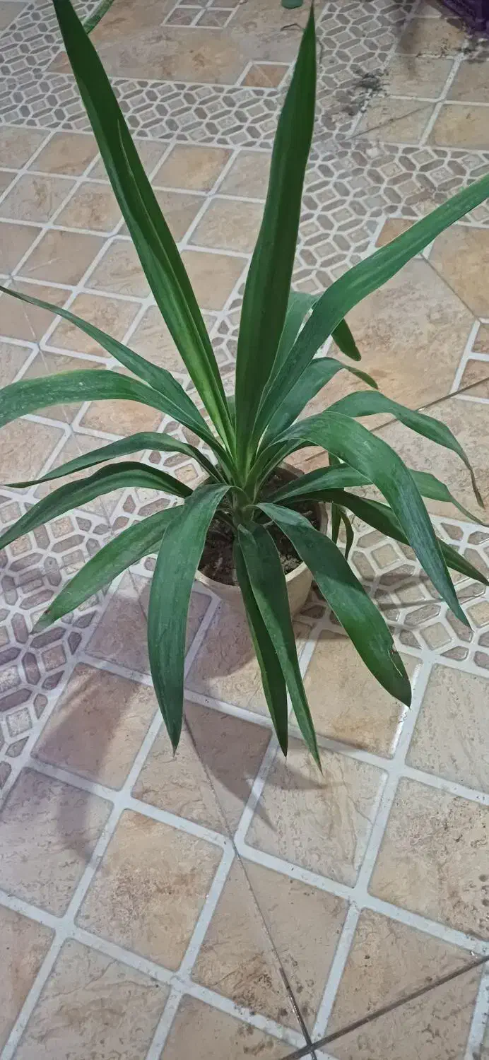 گل سانسوریا یوکا کاکتوس|گل و گیاه طبیعی|بندر گناوه, |دیوار