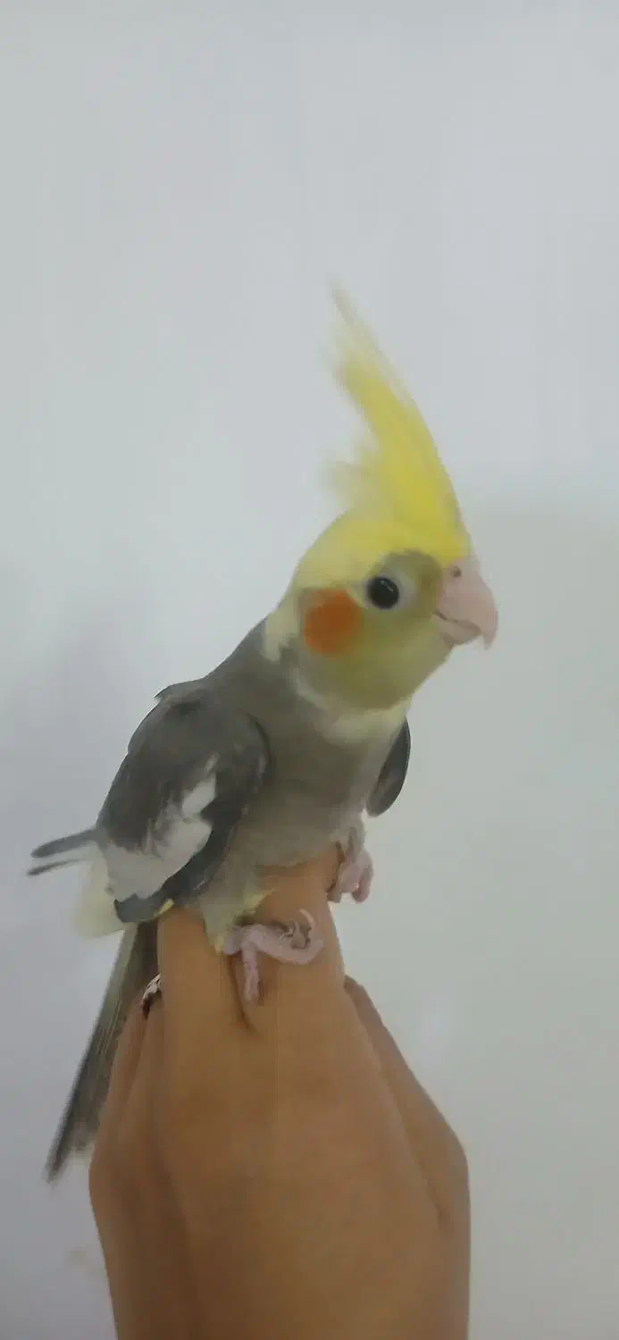 عروس هلندی تازه دون خور شده ....دستی|پرنده|سمنان, |دیوار