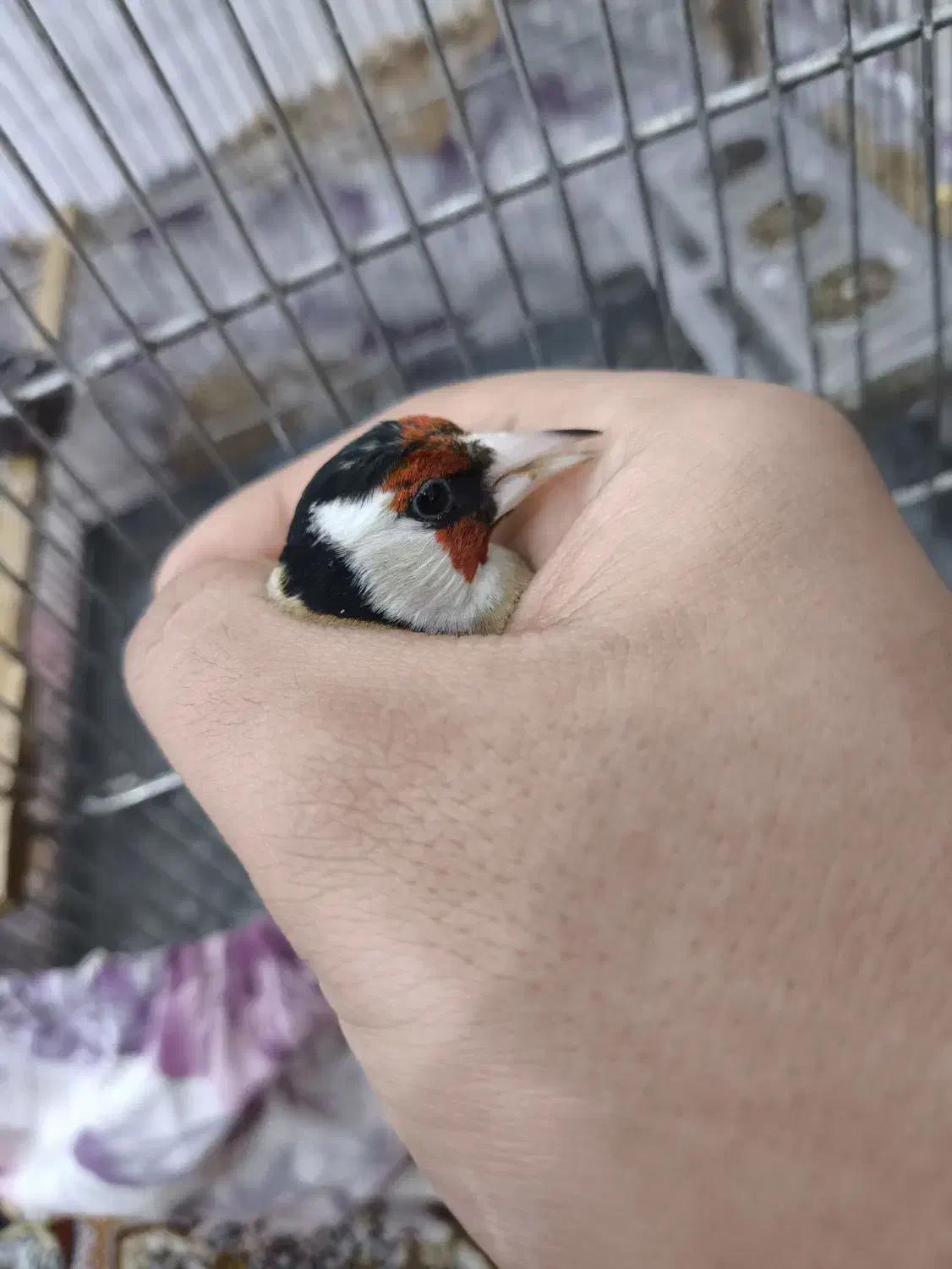 سهره نر بخون|پرنده|اندیشه, اندیشه فاز ۱|دیوار