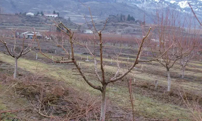 هرس باغ میوه|خدمات باغبانی و درختکاری|چهارباغ, |دیوار