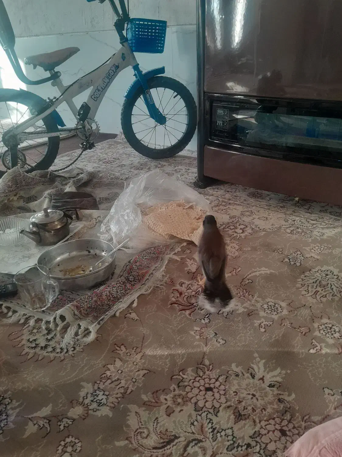 مینا جوان باهوش دستی|پرنده|زرقان, |دیوار