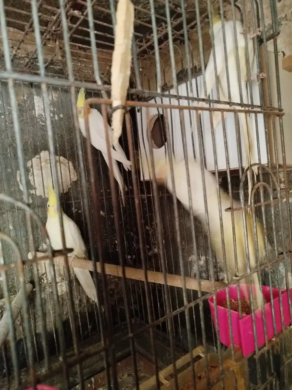 عروس هلندی و کوتوله|پرنده|مشهد, شهرک مهرگان|دیوار