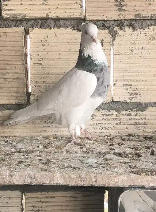 کبوتر طوقی نر الماسی|پرنده|مبارکه, |دیوار