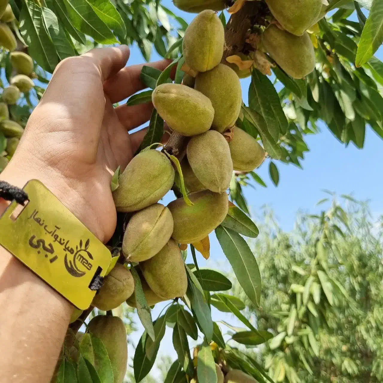 فروش درخت بادام تونو سنگی|خدمات باغبانی و درختکاری|شازند, |دیوار