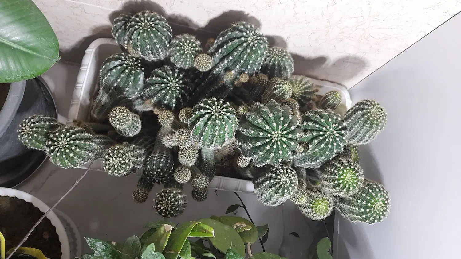 کاکتوس|گل و گیاه طبیعی|فیرورق, |دیوار