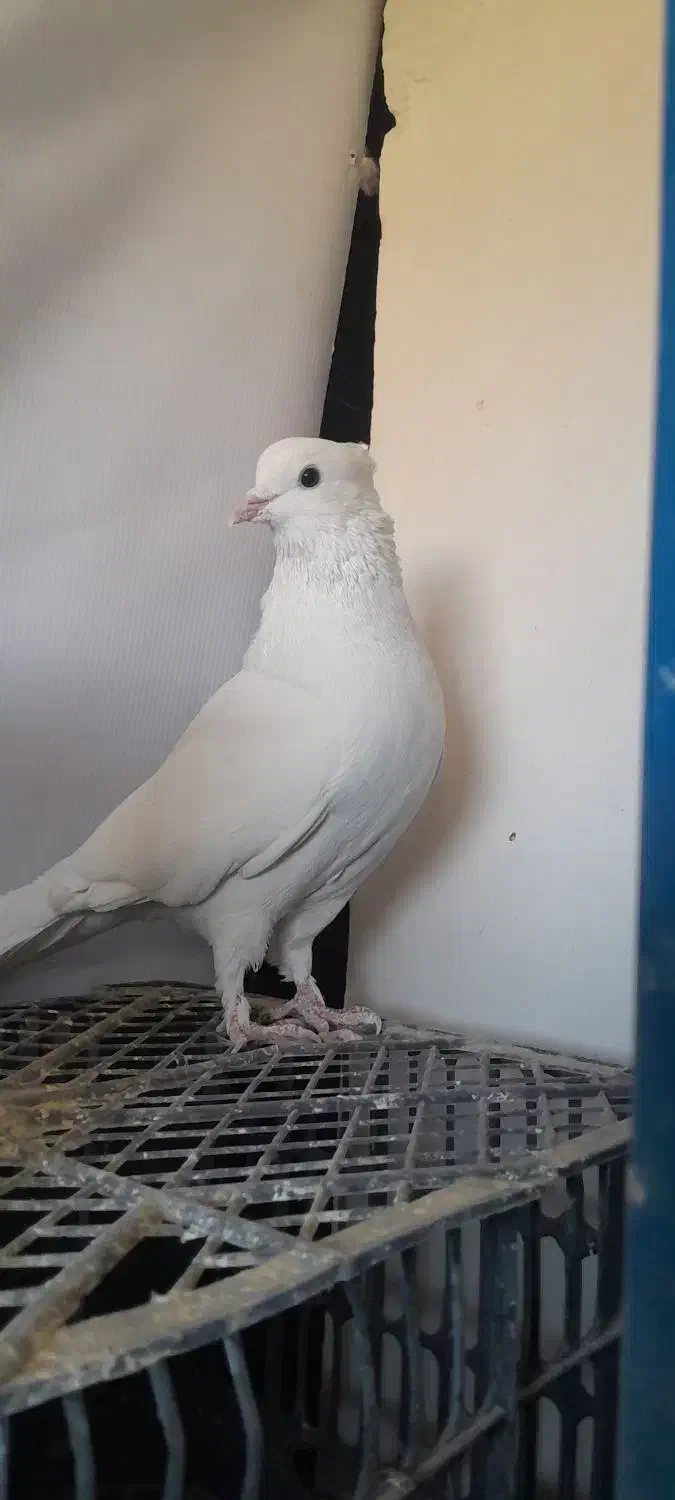 دو کفتر سفید و آلمانی و عروس هلندی|حیوانات|قائن, |دیوار