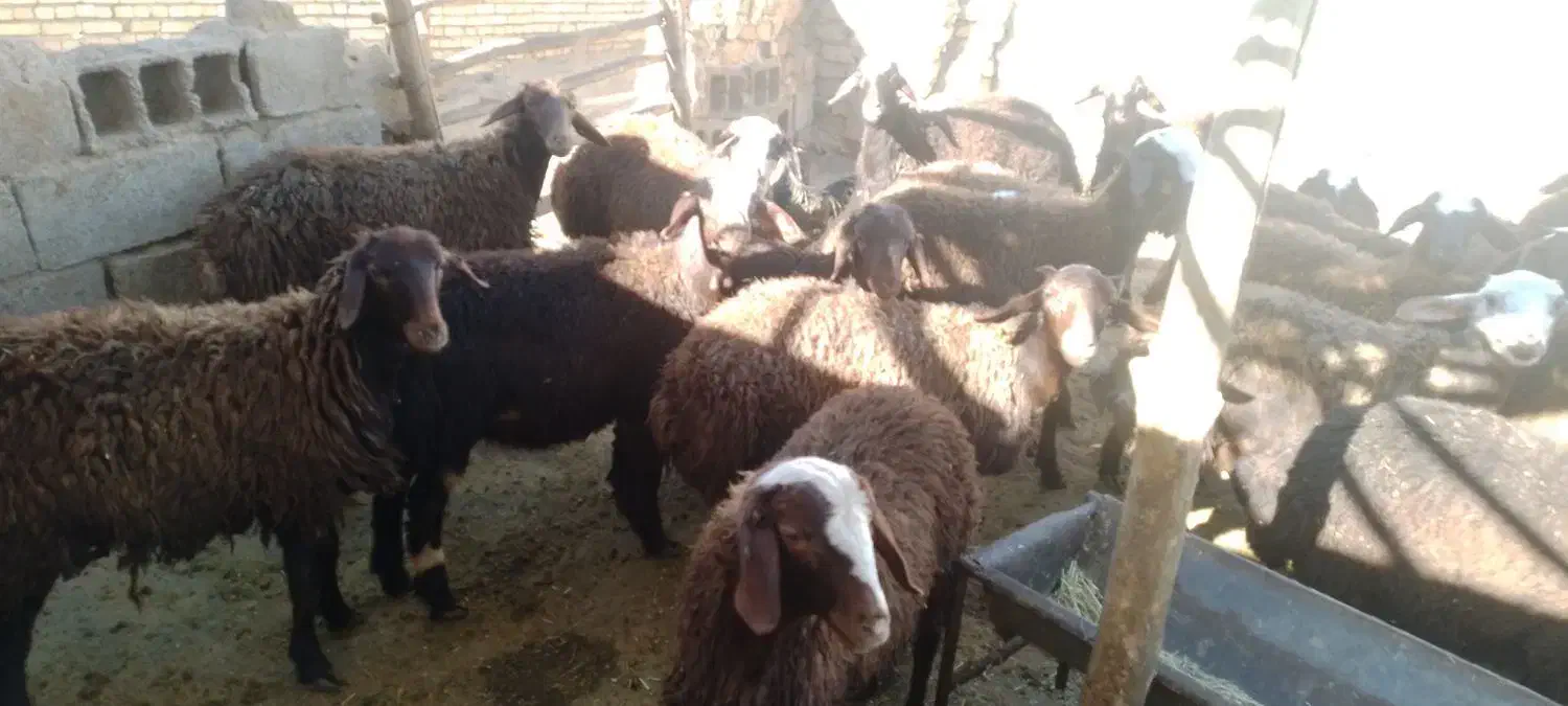 بره نروماده افشاری قزل|حیوانات مزرعه|گیان, |دیوار