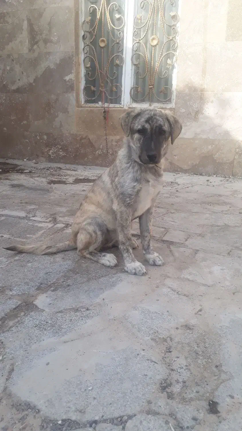 توله سگ|سگ|رضویه, |دیوار