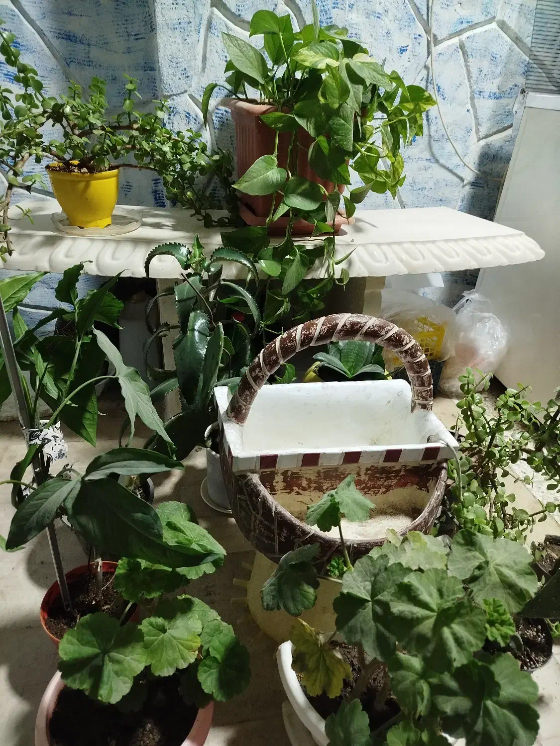 انواع گل طبیعی|گل و گیاه طبیعی|مشهد, شهرک صنعتی توس|دیوار