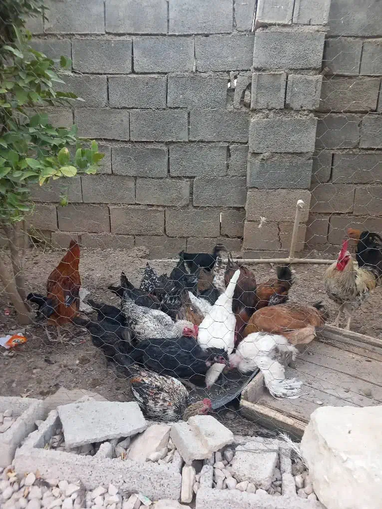 فروش مرغ محلی روستای دره لبک|حیوانات مزرعه|دهدشت, |دیوار