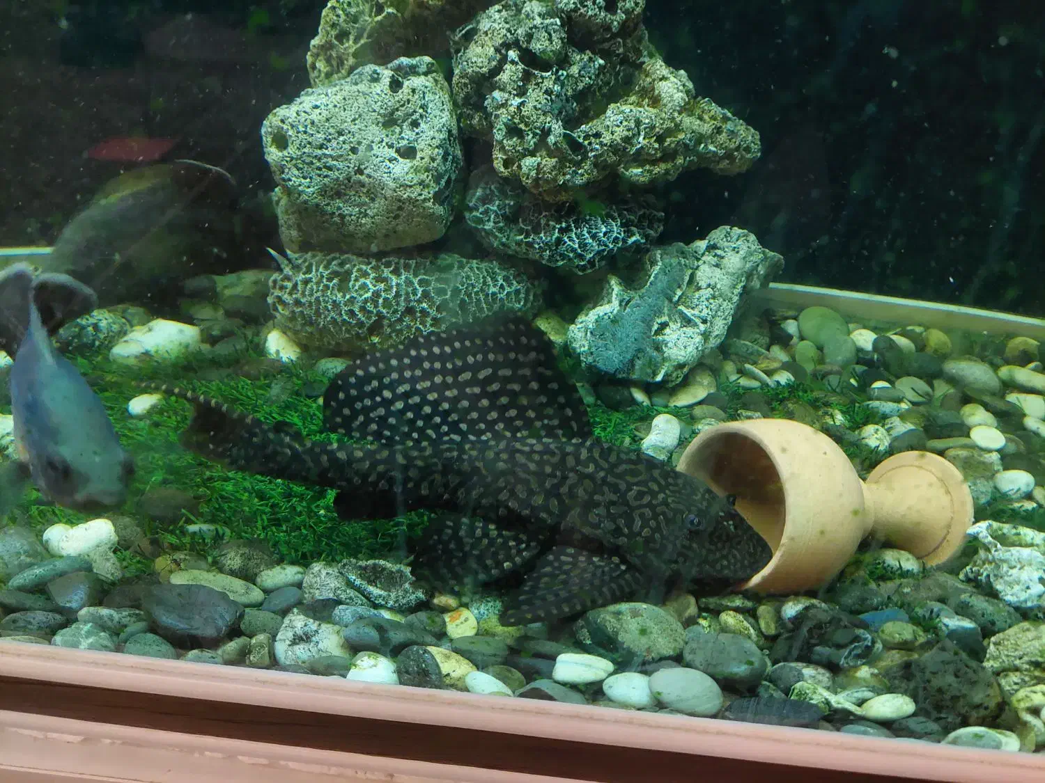 ماهیان آکواریومی درشت|ماهی|بجنورد, |دیوار