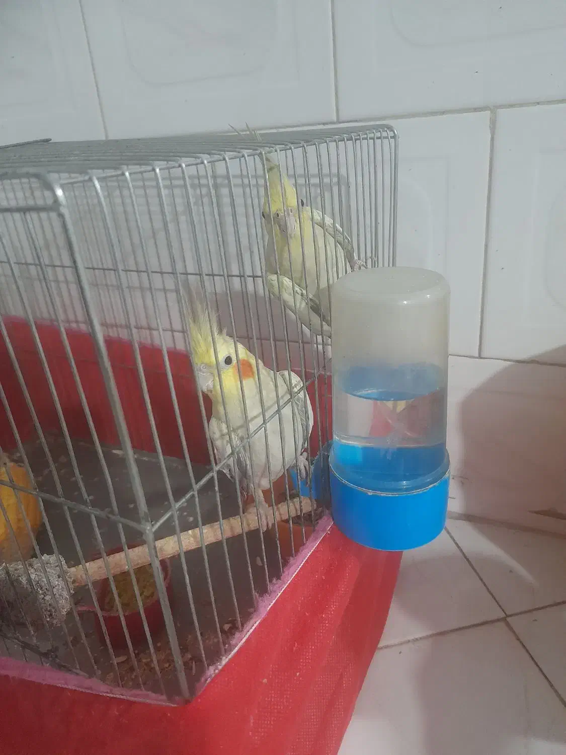 یک جفت عروس هلندی|پرنده|ری, صالح‌آباد شرقی|دیوار