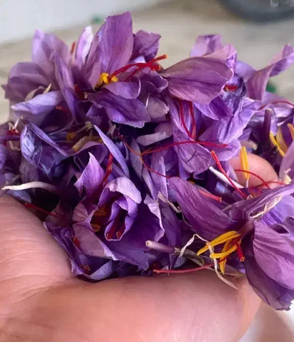 خرید زعفران با کیفیت برای شما دوستان عزیز|حراج|مشهد, ابرغن|دیوار