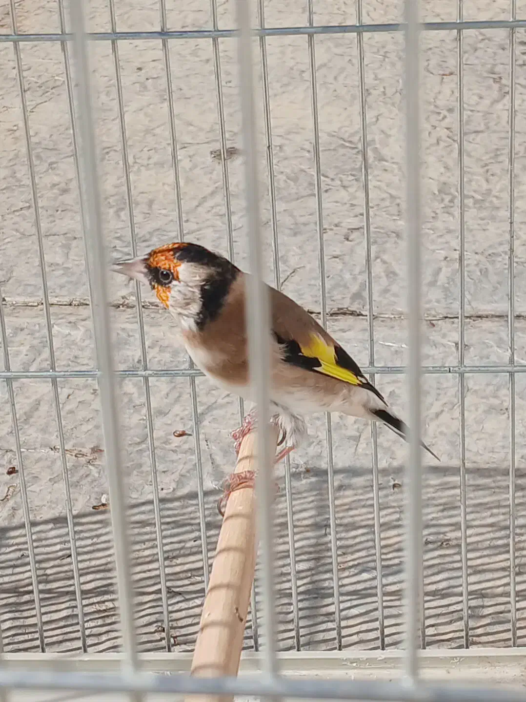 سهره نر|پرنده|بیجار, |دیوار