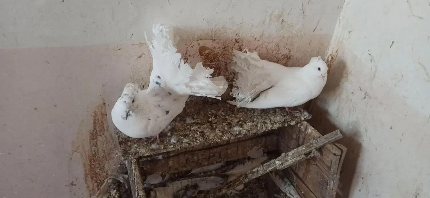 کبوتر دم چتری|پرنده|مشگین شهر, |دیوار