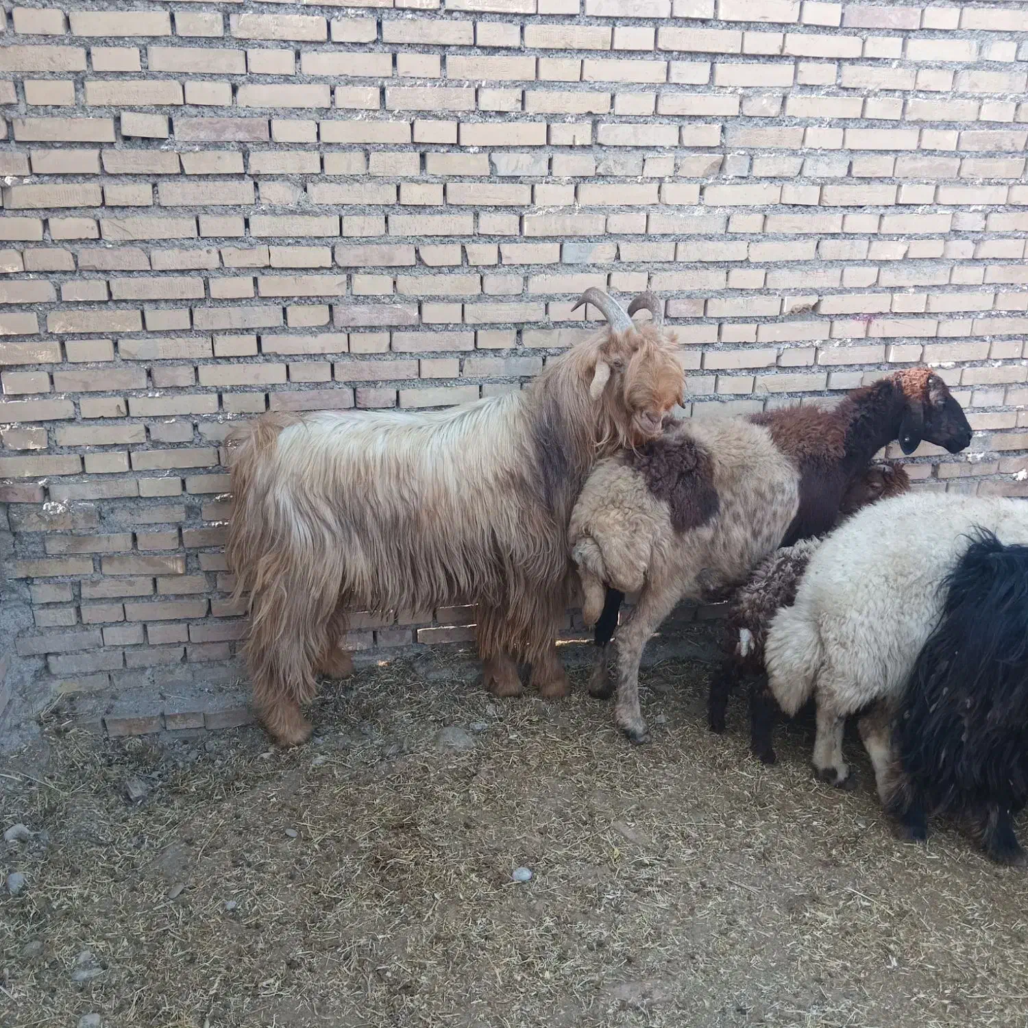 بز ترکی|حیوانات مزرعه|اندیمشک, |دیوار