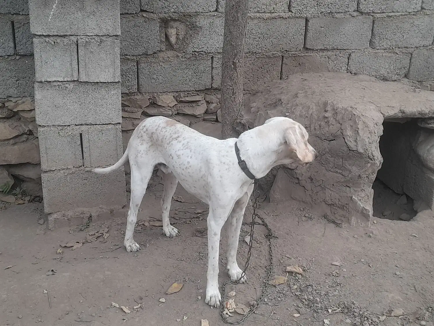 سگ دمبلان|سگ|گلی داغ, |دیوار