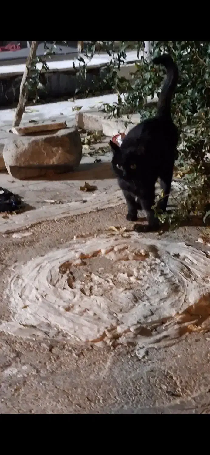 واگذاری|گربه|شیراز, تندگویان|دیوار