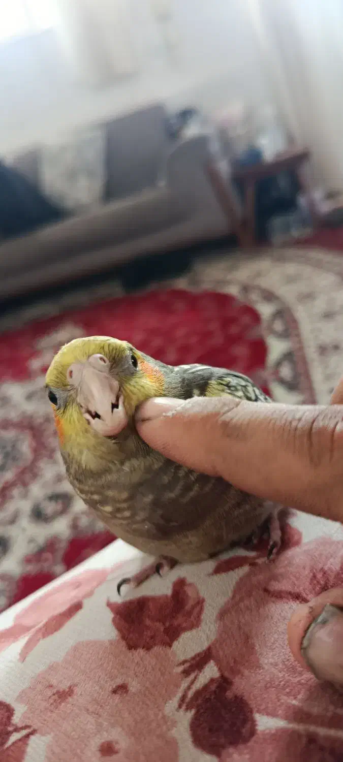 عروس هلندی|پرنده|گرمسار, |دیوار