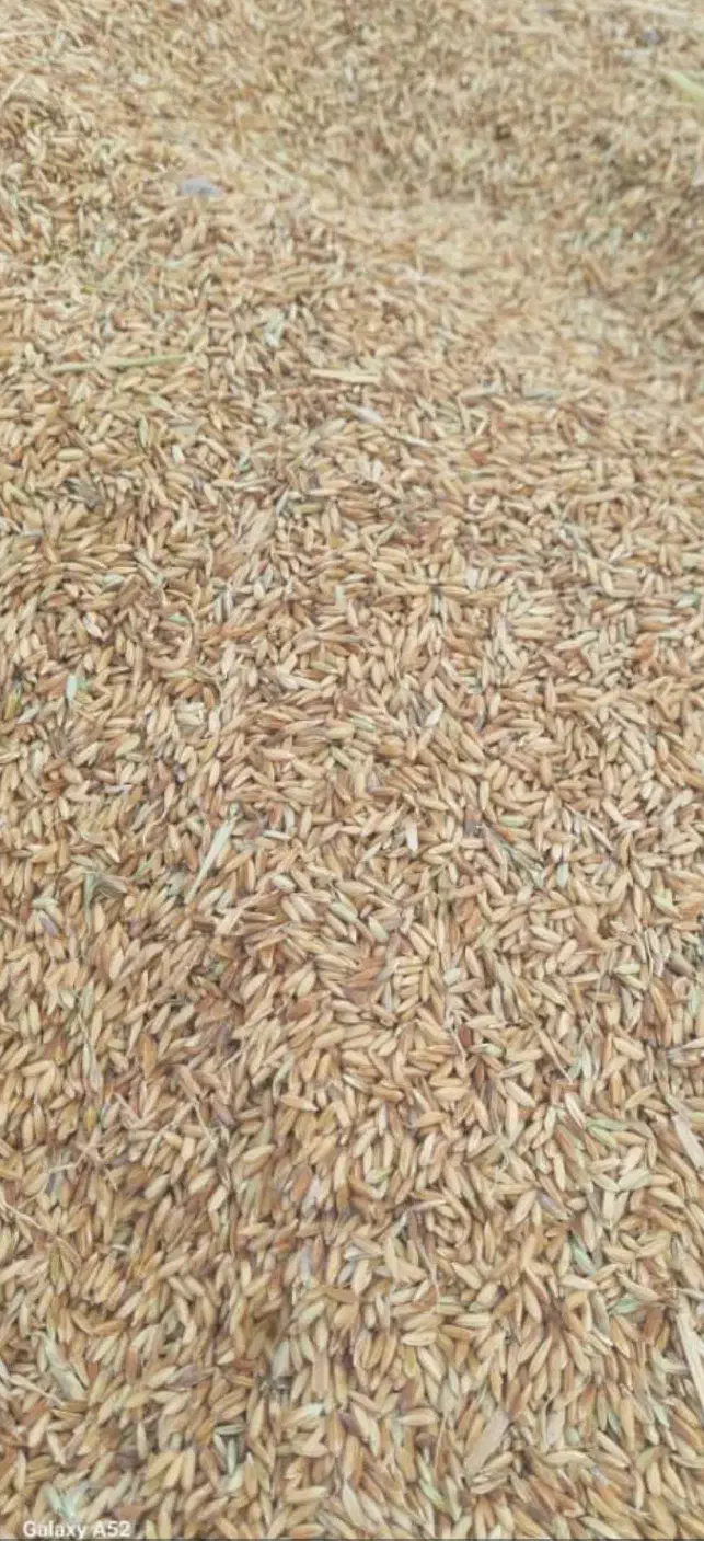 شلتوک خشک|خوردنی و آشامیدنی|کرخه, |دیوار