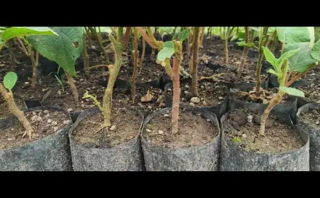 نهال کیوی تلخ به صورت کلی و جزیی|گل و گیاه طبیعی|حویق, |دیوار