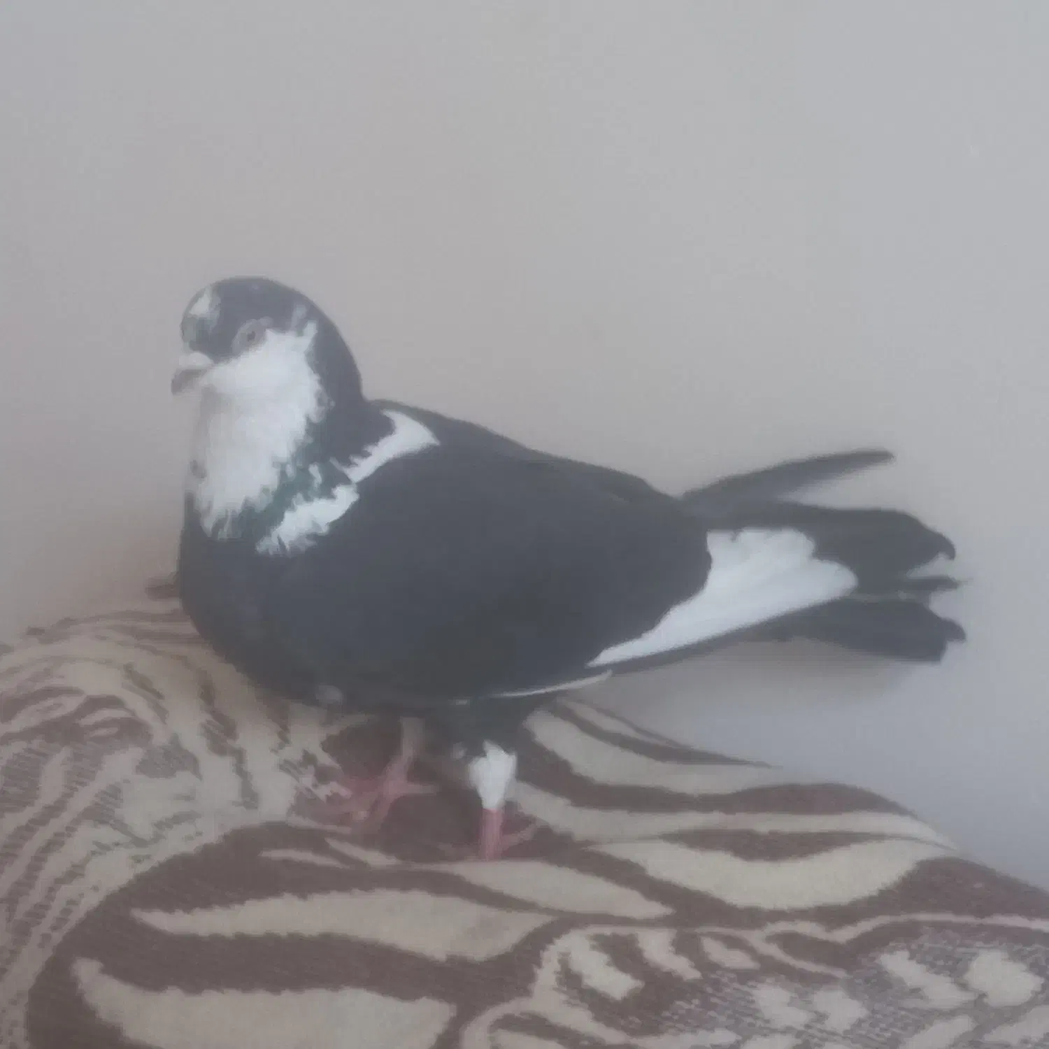 کبوتر شکارشده|حیوانات|میاندوآب, |دیوار