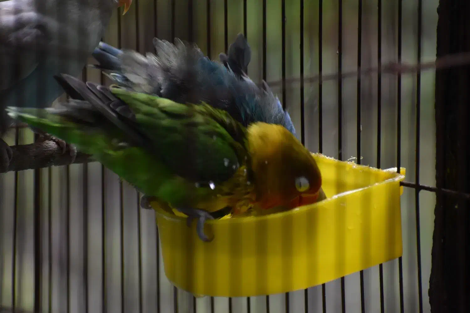 طوطی برزیلی|پرنده|ری, صفاییه (چشمه علی)|دیوار