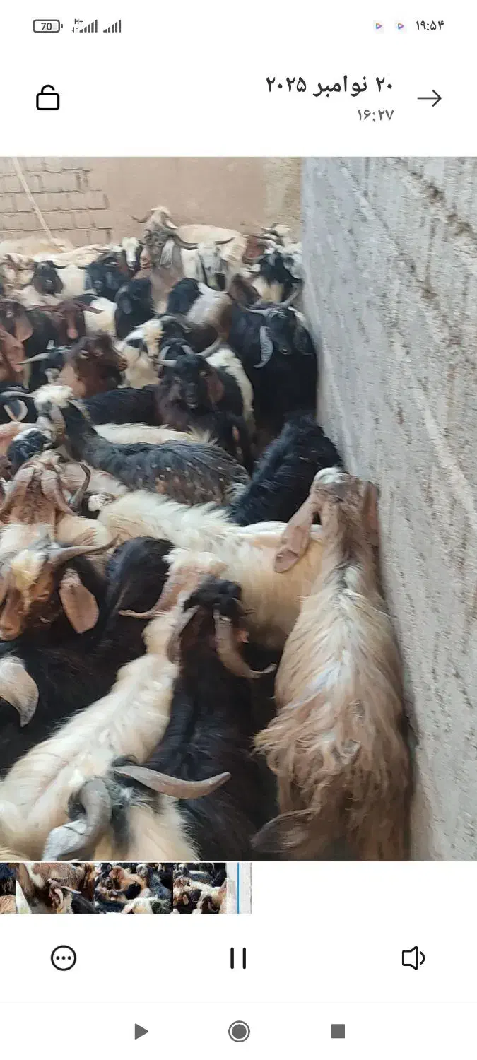 تعداد 100راس بزغاله درجه یک جفتی 17000000|حیوانات مزرعه|هشترود, |دیوار