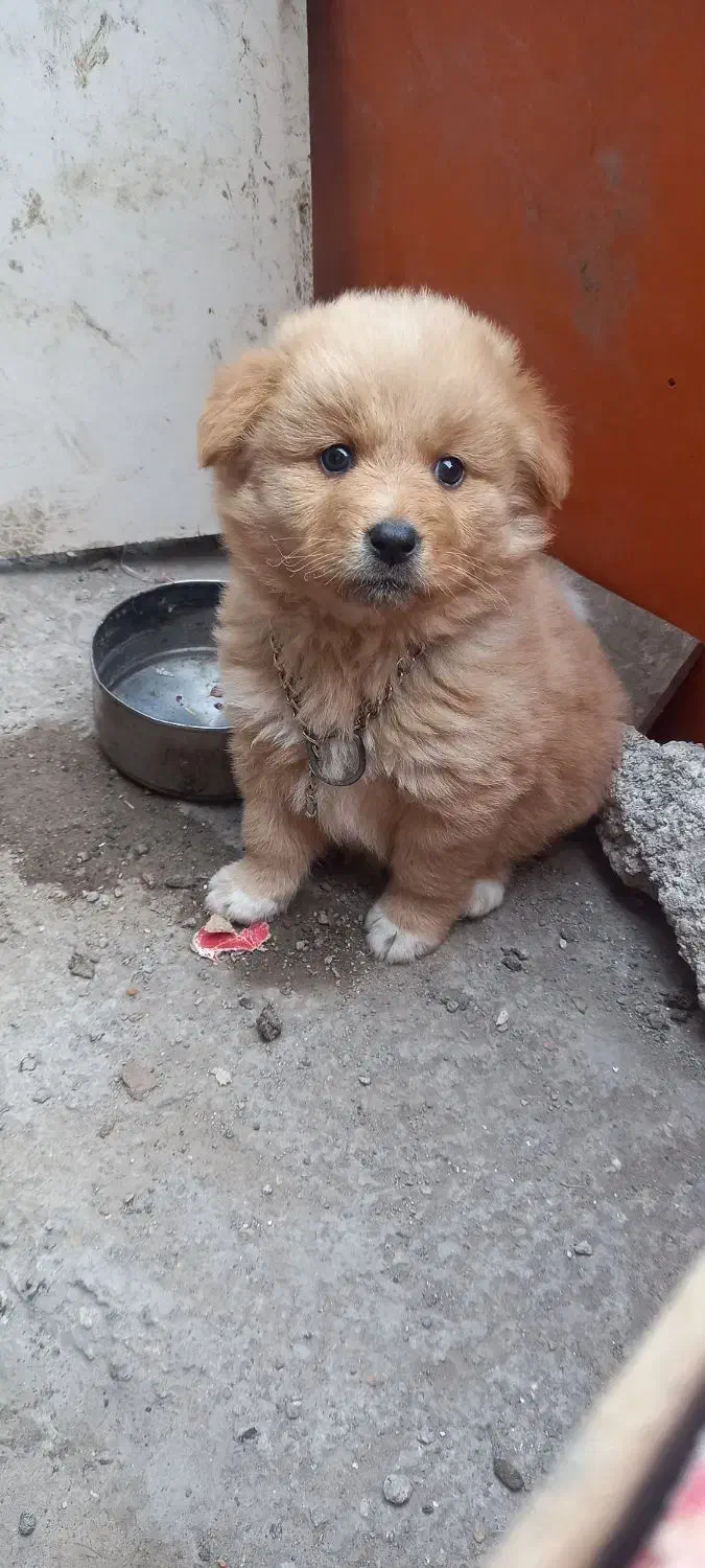 سگ پامر|سگ|اردبیل, |دیوار