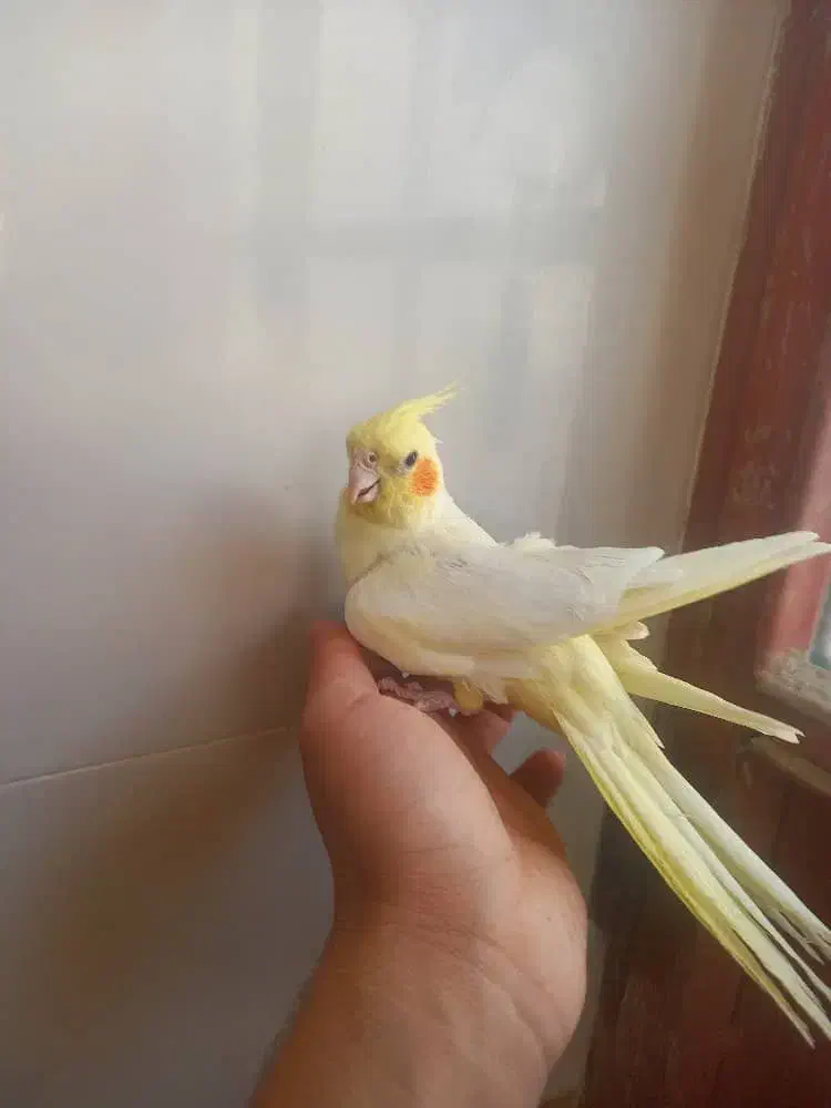 عروس هلندی ماده دستی و مولد|پرنده|خمینی‌شهر, |دیوار