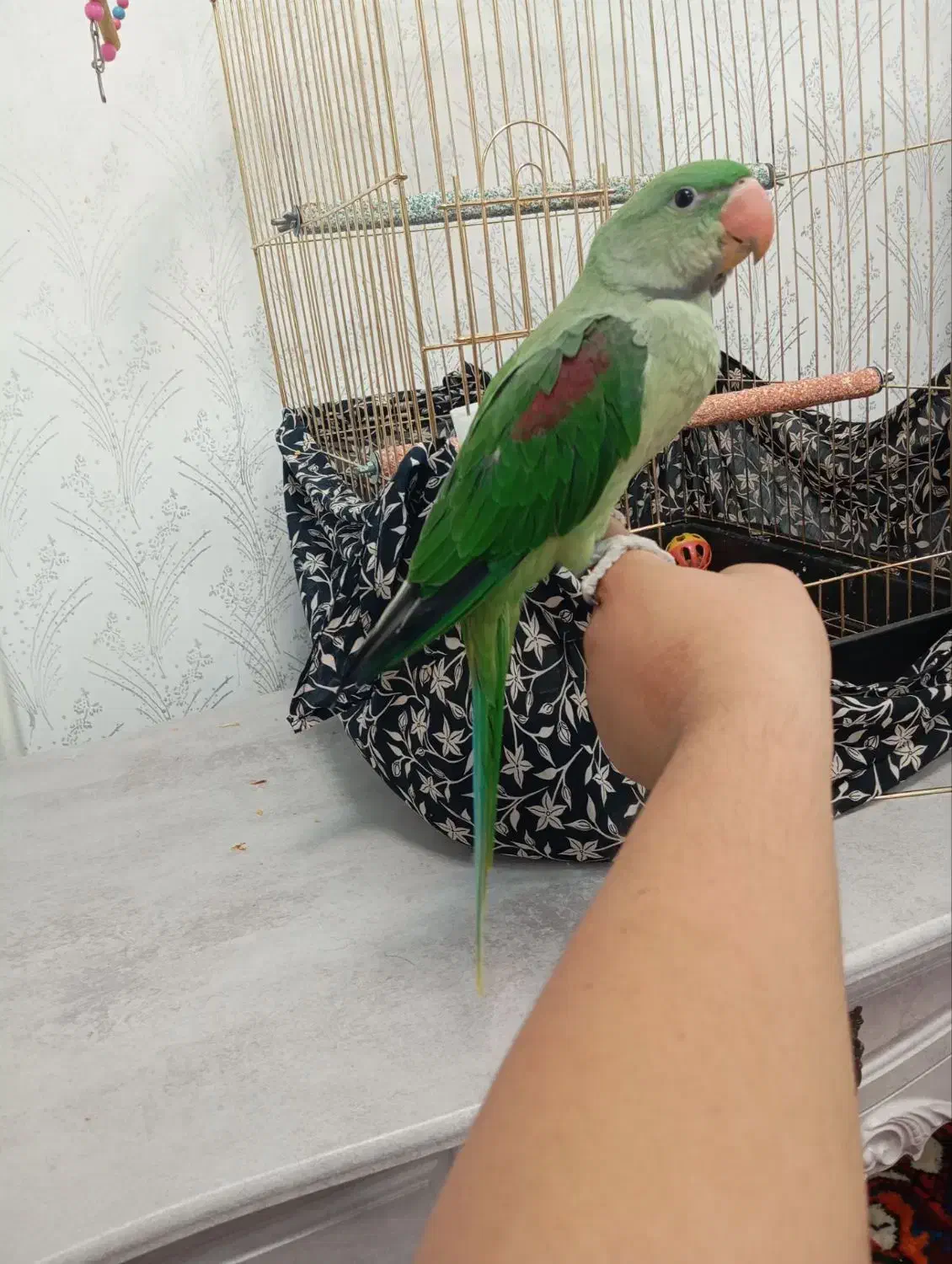 طوطی|پرنده|بناب, |دیوار