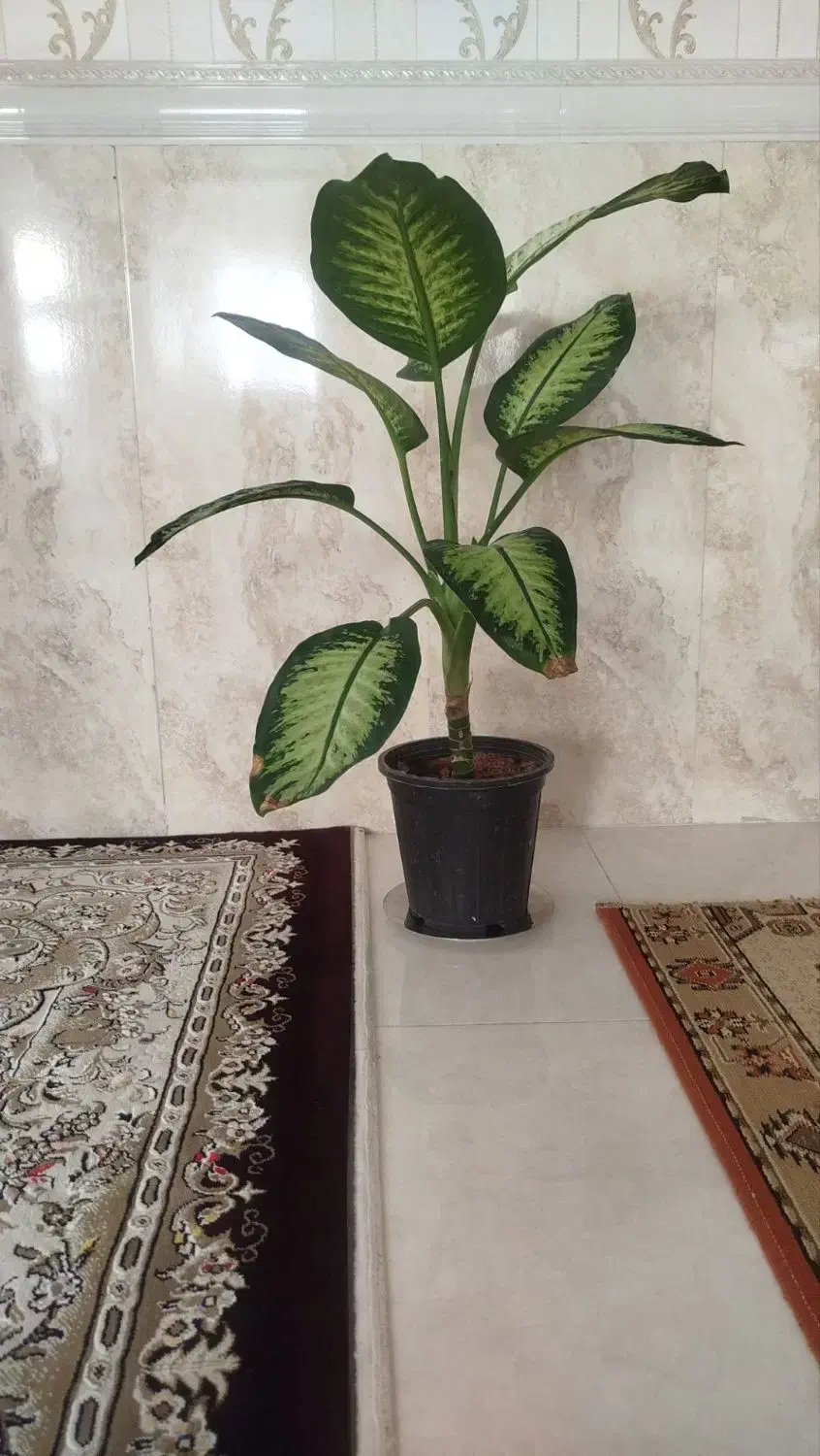 گلهای طبیعی|گل و گیاه طبیعی|ابهر, |دیوار