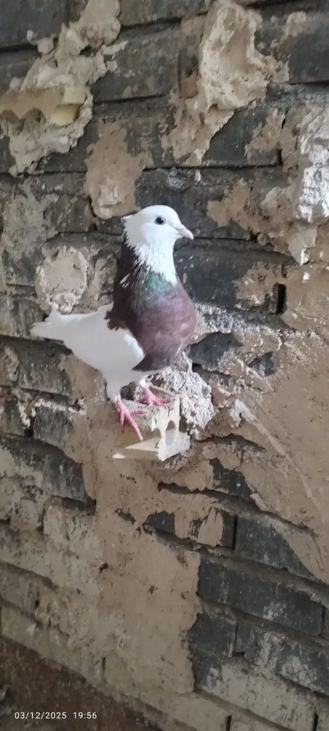 طوقی سرخ|پرنده|مشهد, نیزه|دیوار