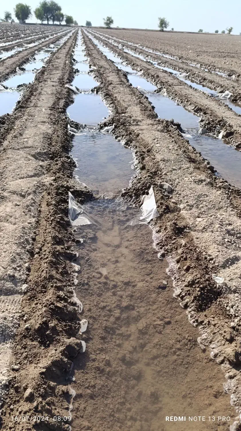 دسته کارگر گوشه بندی|خدمات باغبانی و درختکاری|دزفول, |دیوار