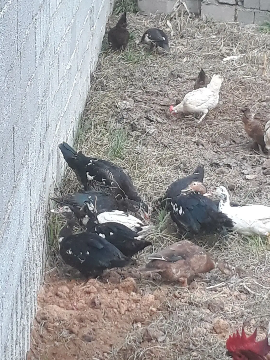 اردک مسکوئی (اسراعیلی)|حیوانات مزرعه|رشت, نیروی دریایی|دیوار