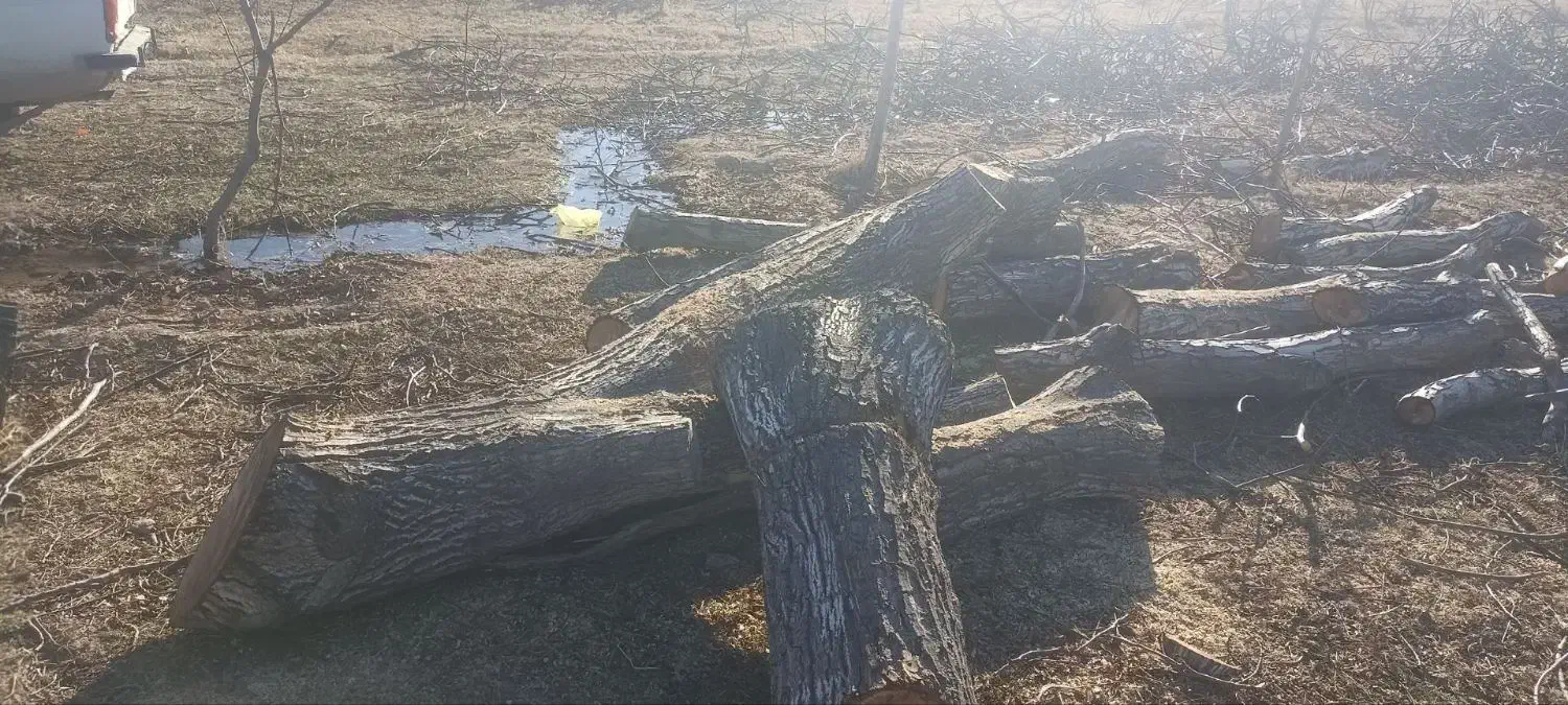 خرید چوب قطع درخت و هرس|خدمات باغبانی و درختکاری|چناران, |دیوار