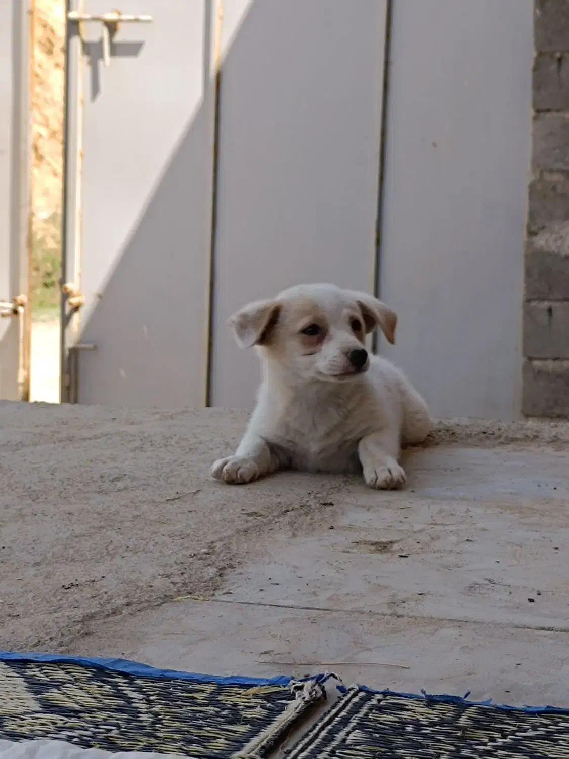 پاکوتا|سگ|میاندوآب, |دیوار