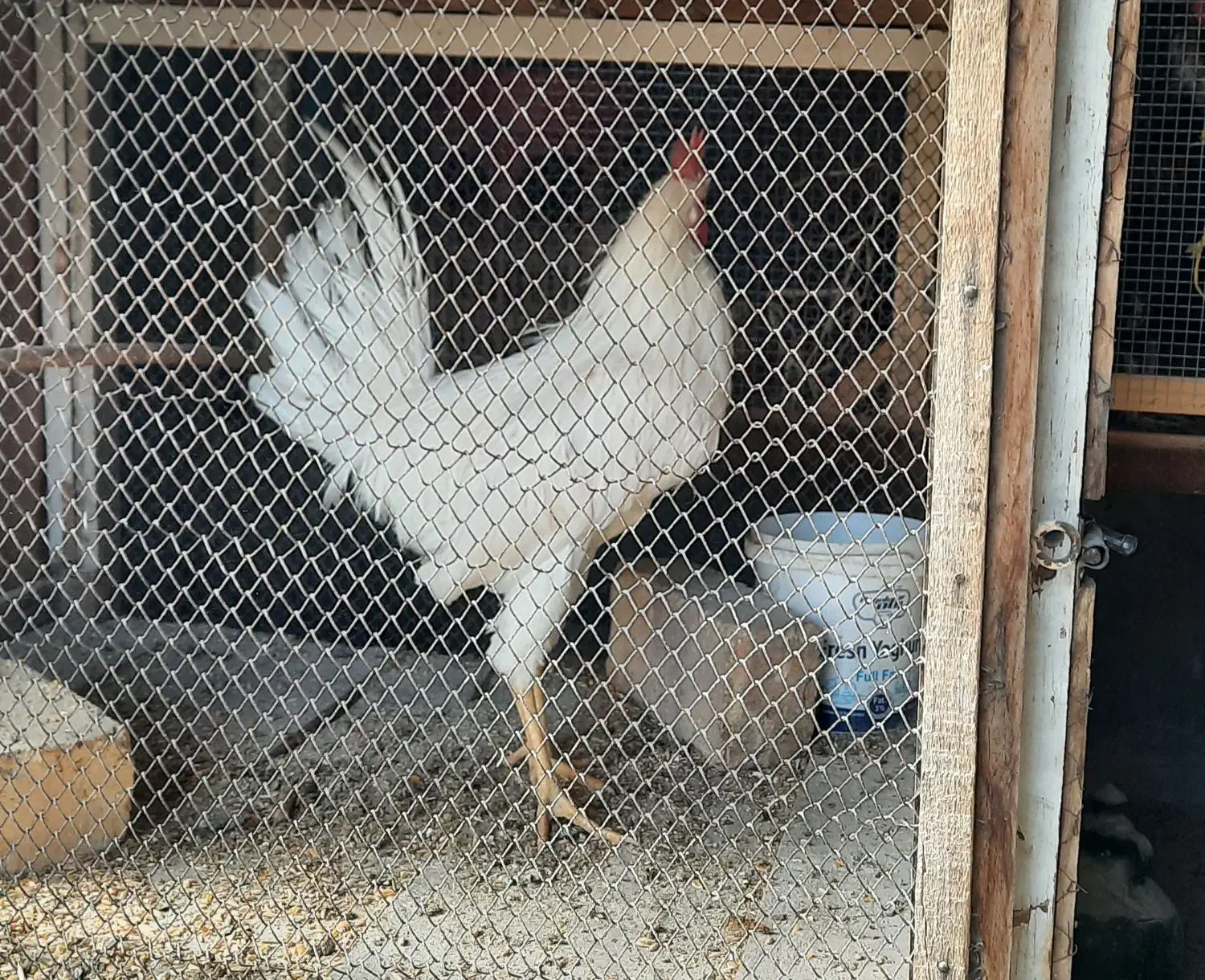 فروش ۳ عدد نیمچه خروس دونه ای ۳۰۰|حیوانات مزرعه|کاشان, فاز ۲ ناجی آباد|دیوار